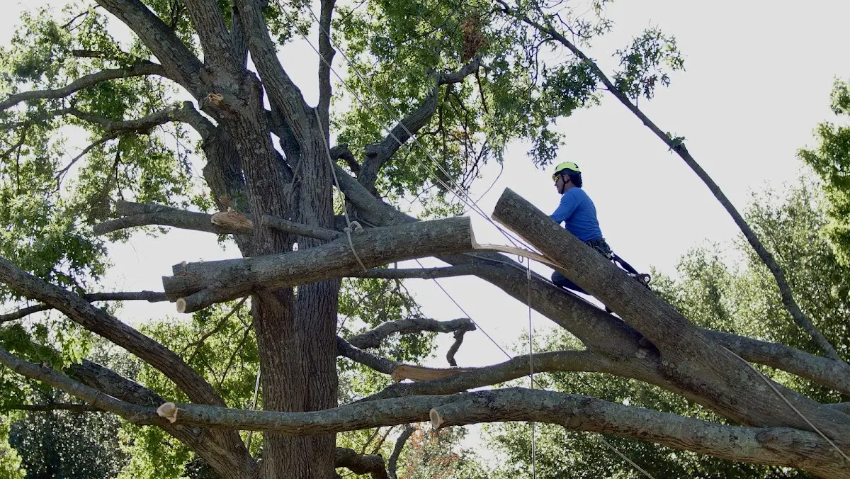 Professional Hazardous Tree Removal performed by certified arborists in Fiatt
